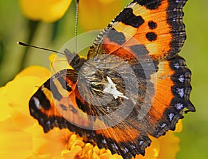 Butterfly urticaria looks very elegant and beautiful