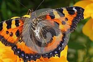 Butterfly urticaria looks very elegant and beautiful