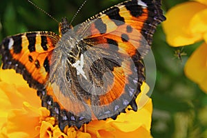 Butterfly urticaria looks very elegant and beautiful