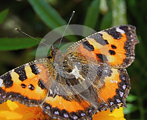 Butterfly urticaria looks very elegant and beautiful