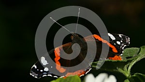 Butterfly urticaria macro shot