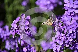 Butterfly Urticaria Nymphalis urticae on the flowers of the night violet HÃ©speris in summer in the garden