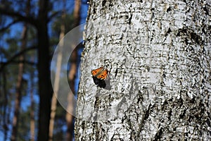 Butterfly urticaria sits on a birch bark