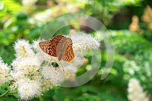 Butterfly urticaria sits on a flower