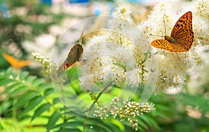 Butterfly urticaria sits on a flower