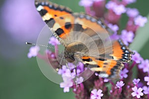 Butterfly urticaria sits on flower heliotrope