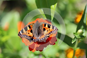 Butterfly urticaria sitting on a flower, top view