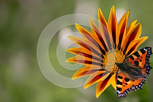 Butterfly urticaria sitting on a flower, top view.