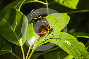 Butterfly in  Vancouver Aquarium in British Columbia Canada