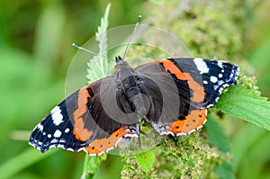 Butterfly vanessa atalanta