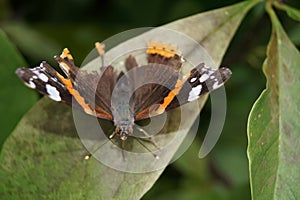 Butterfly Vanessa Atalanta Admiral