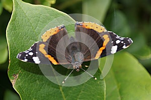 Butterfly Vanessa Atalanta Admiral