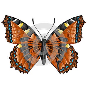 Butterfly Vanessa atalanta   beautiful meadow insect polygons  vector illustration editable hand draw