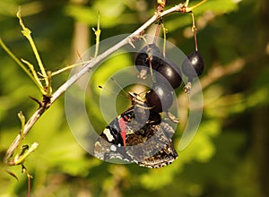 Butterfly vanessa atalanta drinking juice from berries of black gooseberries