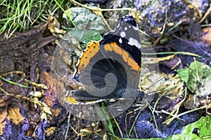 Butterfly vanessa atalanta known as red admiral or admirable