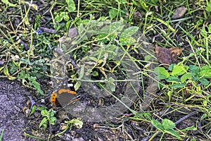 Butterfly vanessa atalanta known as red admiral or admirable