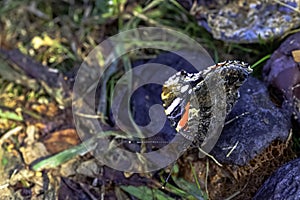 Butterfly vanessa atalanta known as red admiral or admirable