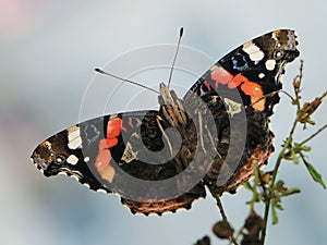 Butterfly Vanessa atalanta, the red admirable sits on a blade of grass in the meadow before sunset