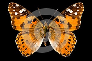 Butterfly, Vanessa Cardui