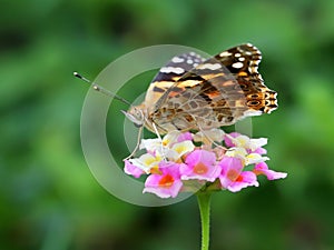 Butterfly Vanessa cardui