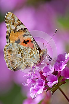 The butterfly Vanessa cardui photo