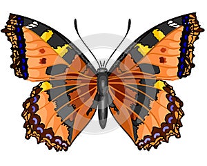 Butterfly Vanessa cardui