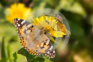 Butterfly Vanessa cardui, bee and the fly drink the nectar of yellow flowers