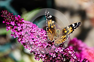 Butterfly Vanessa cardui commonly called Painted Lady