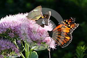 Butterfly Variety