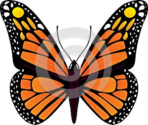 Butterfly vector illustration