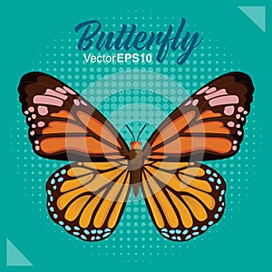 Butterfly vector illustration