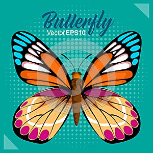 Butterfly vector illustration