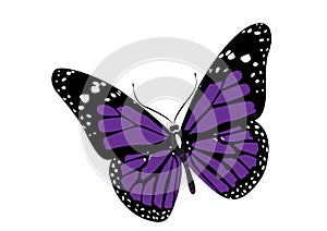 Butterfly vector illustration for design layouts