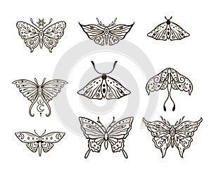 Butterfly Vector illustration. Vintage hand drawn tattoo.