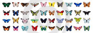 Butterfly vector illustration on white background . Isolated cartoon set icon decorative insect . Vector cartoon set