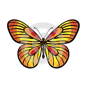 Butterfly Vector Isolated photo