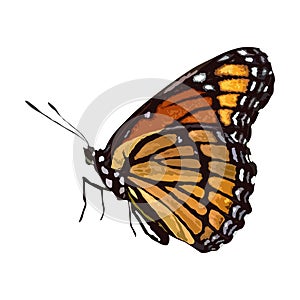 Butterfly Vector , Realistic Butterfly for Design. Decorative card making, wedding invitation and more