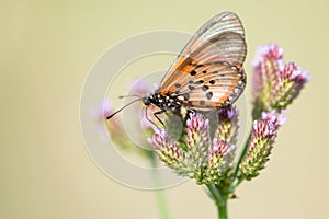Butterfly on veld flower