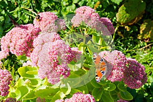 Butterfly in Velka Fatra Borisov photo