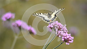 Butterfly on Verbena Bonariensis flowers, close up