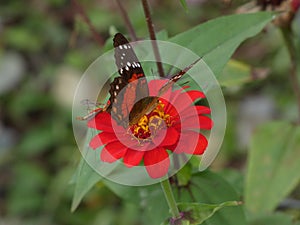 Butterfly on the verge of taking flight