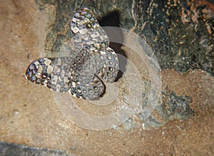 Butterfly on vertical rock. Mariposa camuflada entre piedras
