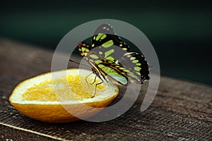 Butterfly with very attractive colors caught on an orange called Siproeta stelenes.