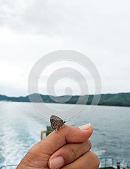 This butterfly is very beautiful. Makes the eyes dazzled by its beauty.