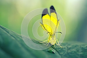 Butterfly viewed from the front