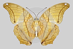 Butterfly Vindula dejone underside