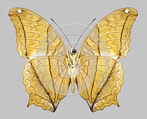 Butterfly Vindula erota