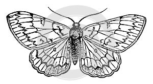 Butterfly vintage illustration photo