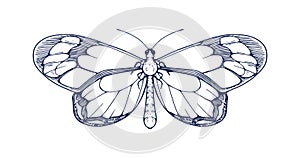 Butterfly, vintage ink drawing. Outlined detailed etched engraved Greta Oto in retro style. Hand-drawn insect, outlined