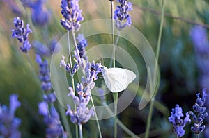 Butterfly on violet lavender in garden